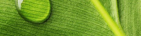 Jungle Leaf